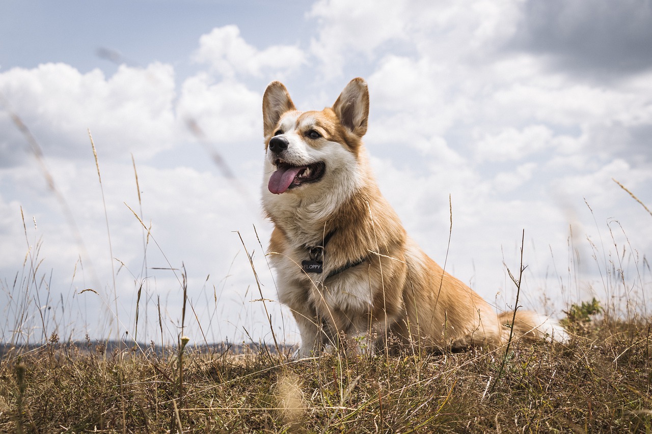 The Beautiful Welsh Corgi Dog Breed