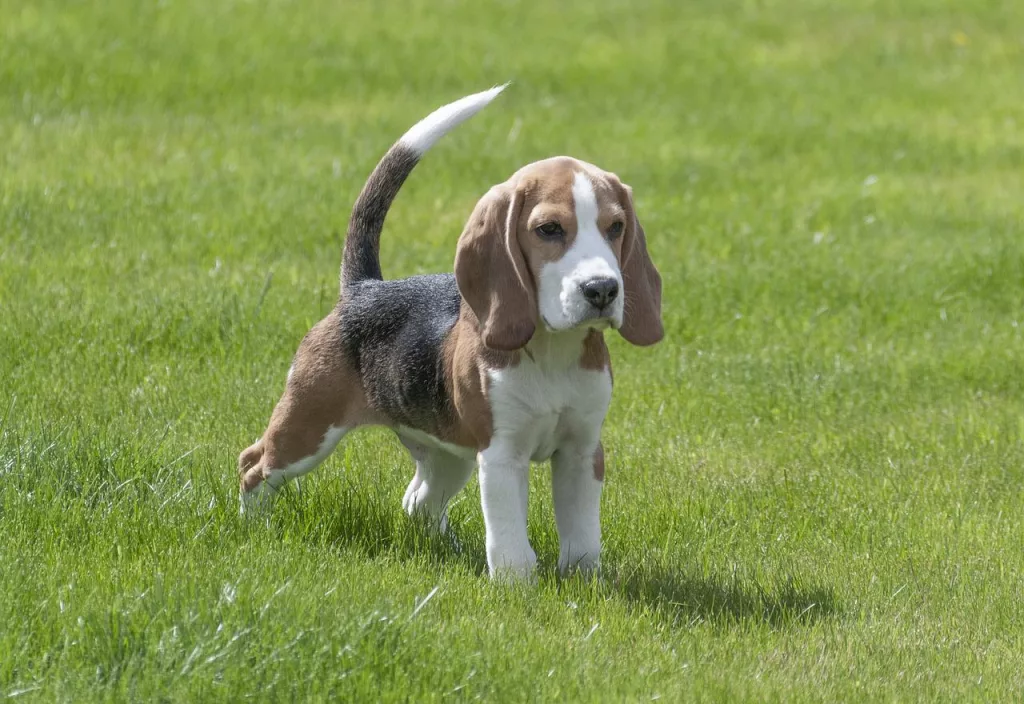 beagle dog 2